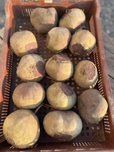 Betteraves rouges 
